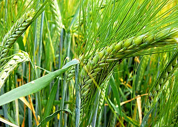 Barley Could Be An Alternative For Wheat In Sudan